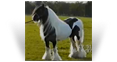 Old Kent Horse